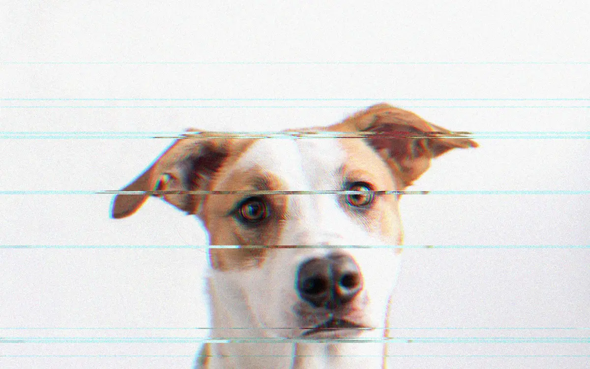 An exported GlitchFilter image: a dog portrait cut by scanlines, RGB shift, and glitch-block displacement